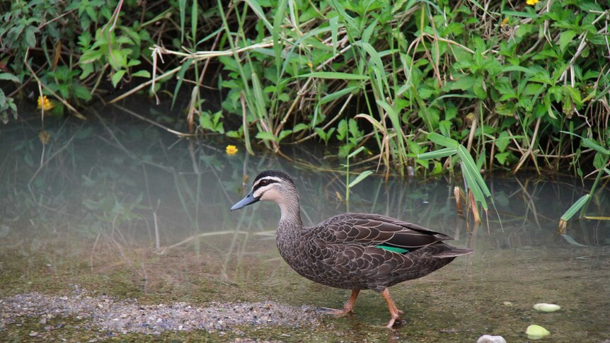 Duck walking in shallow waters