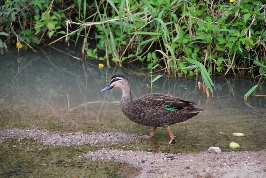 Duck walking in shallow waters