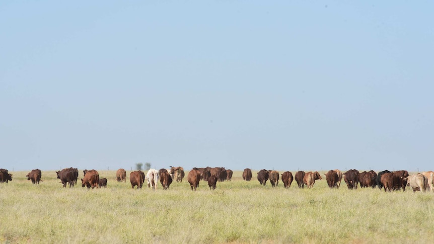 Several dozen fat cattle graze in open pastures under a clear blue sky.