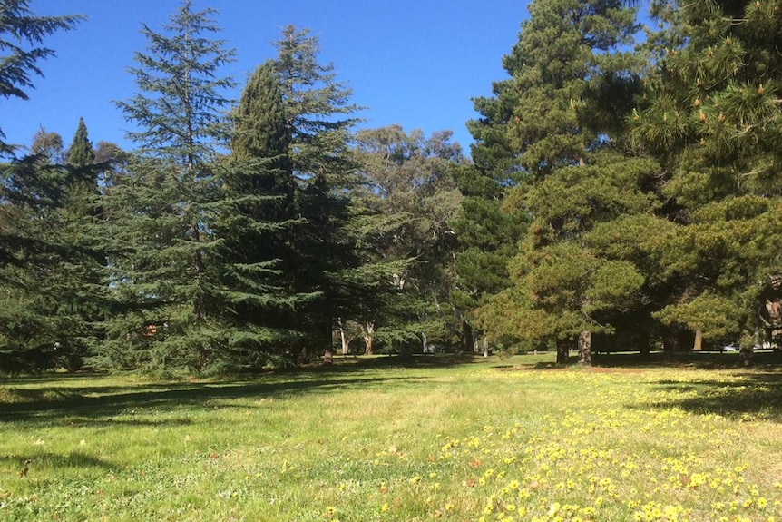 Trees in Haig Park in Canberra. Sept 2014.