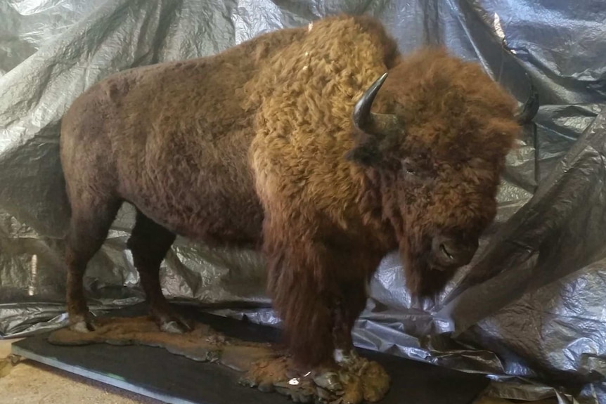 A stuffed American bison