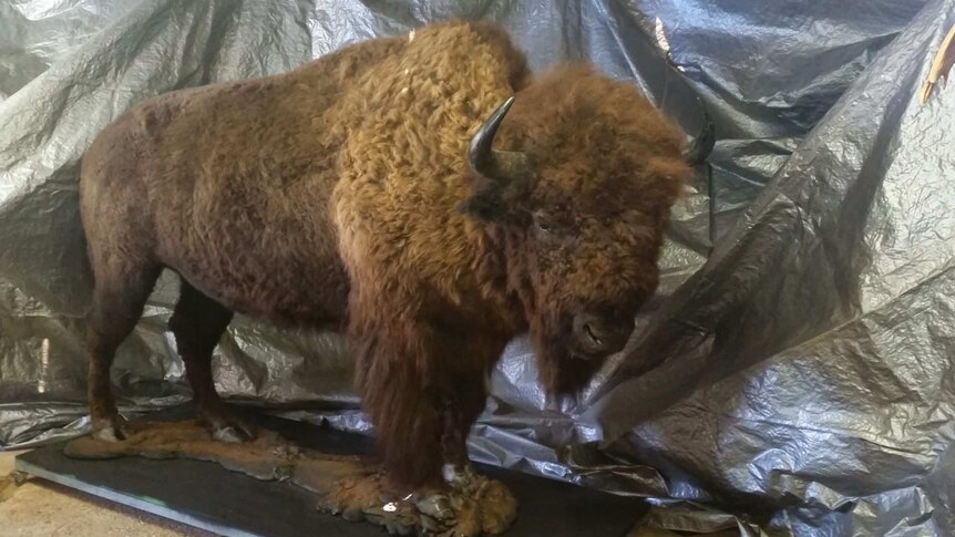 A stuffed American bison.