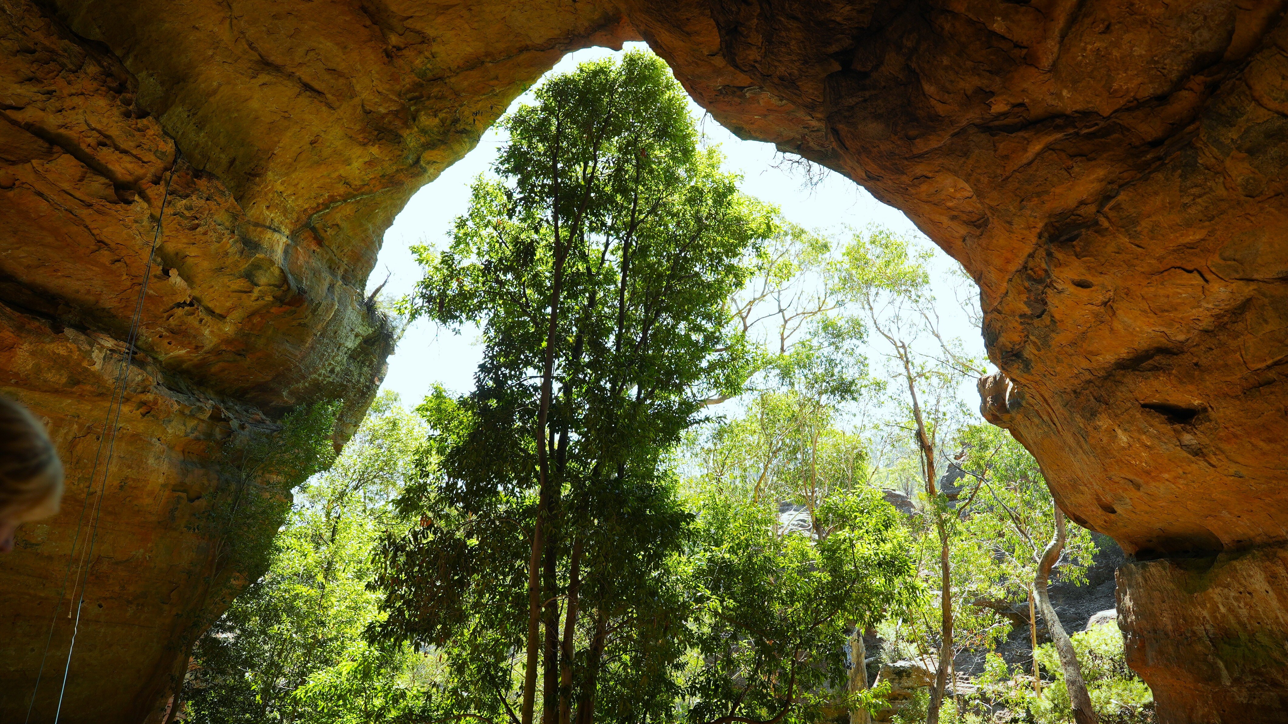 Tall trees stand outside the mouth of a cave.