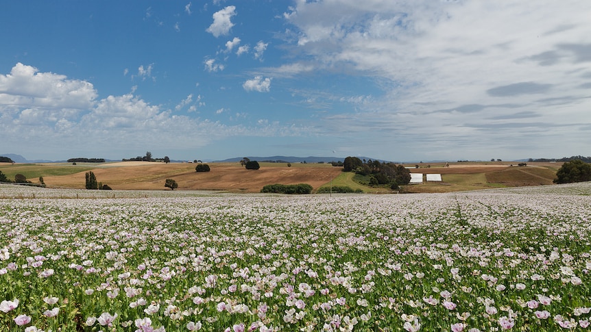 Tasmanian poppy field