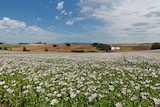 Tasmanian poppy field