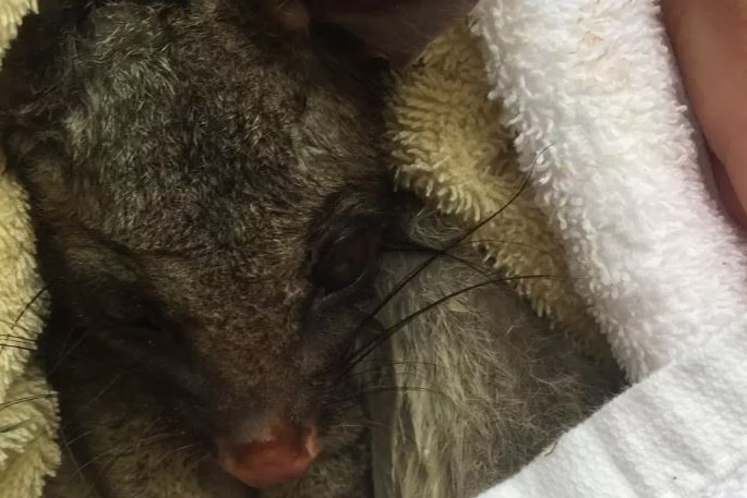 A possum with its eyes closed wrapped in a towel