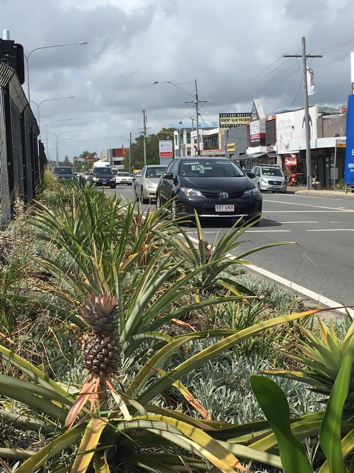 Pineapples are thriving on the Gold Coast Highway at Mermaid Beach.