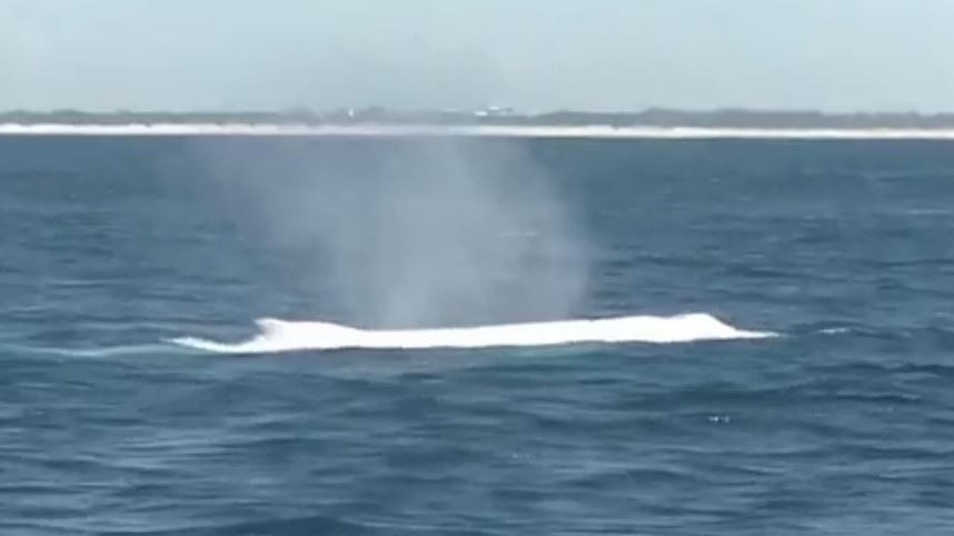 A white whale has been spotted in waters off the Gold Coast