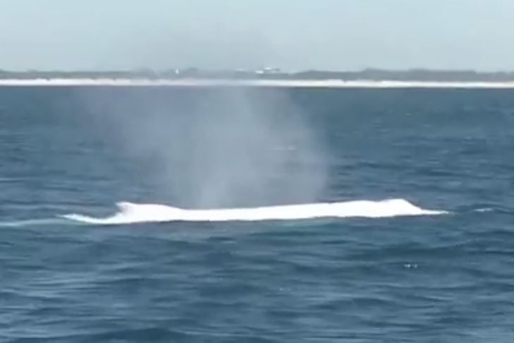 A white whale has been spotted in waters off the Gold Coast