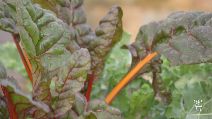 Close up of leafy vegetables growing in vegie bed