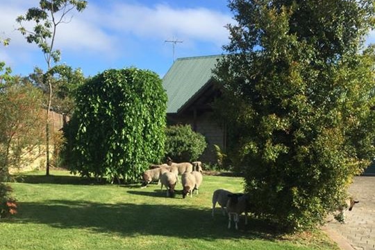 Sheep on suburban jaunt