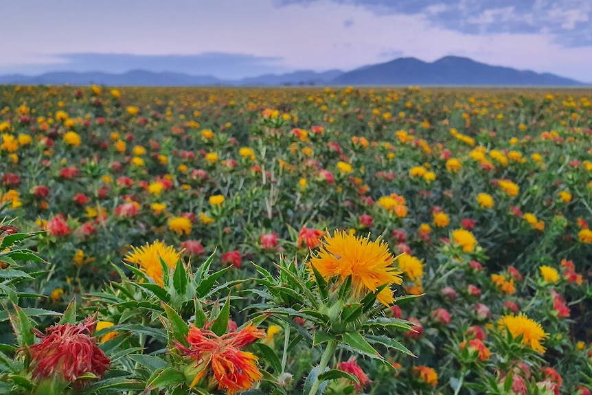 A genetically modified safflower crop in Australia