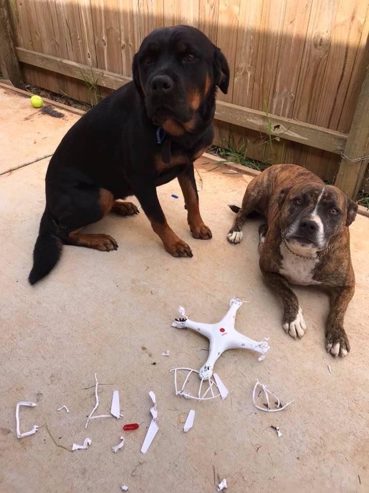 Dogs Layla and Jed behind a quadcopter they chewed up after it landed in their backyard