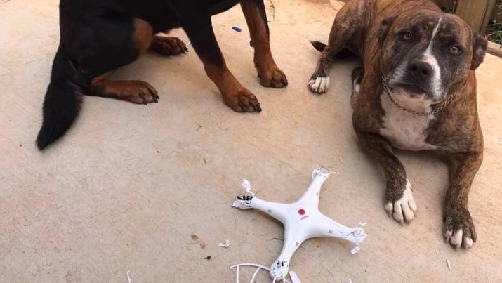 Dogs Layla and Jed behind a quadcopter they chewed up after it landed in their backyard