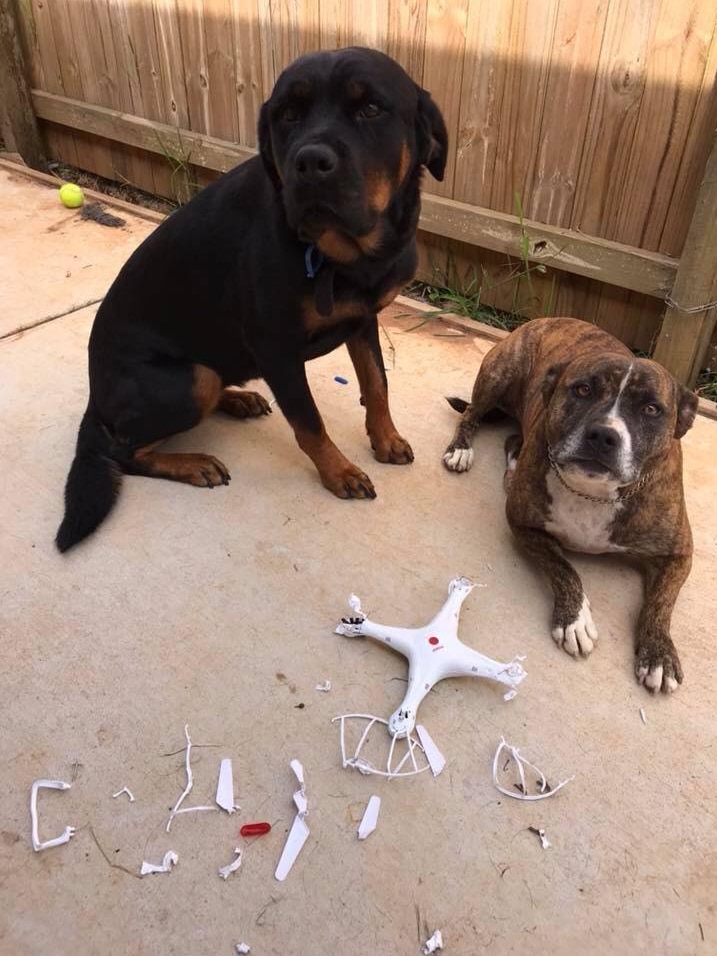 Dogs Layla and Jed behind a quadcopter they chewed up after it landed in their backyard
