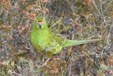A green parrot perched in the middle of wild scrub.
