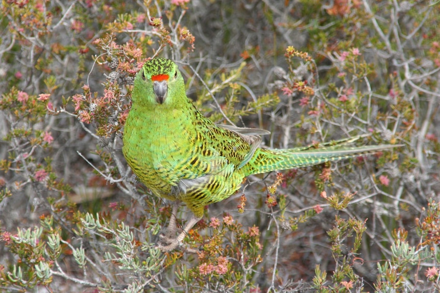 A green parrot perched in the middle of wild scrub.