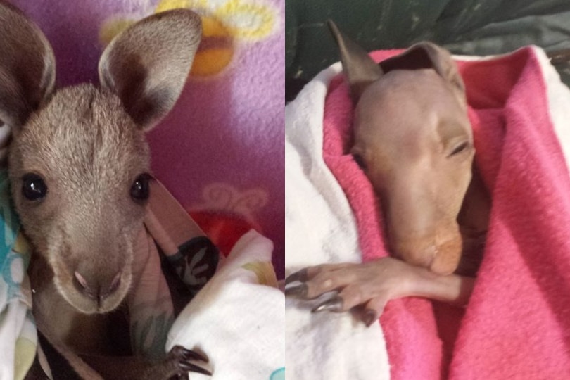 kangaroo joeys wrapped in blankets