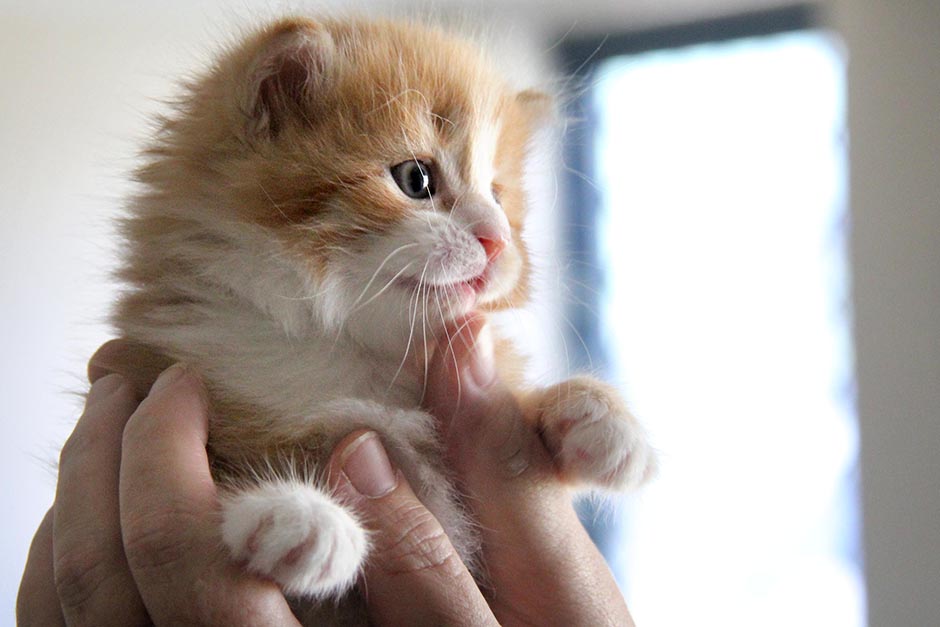 Close up of hands holding a kitten in one of the units.