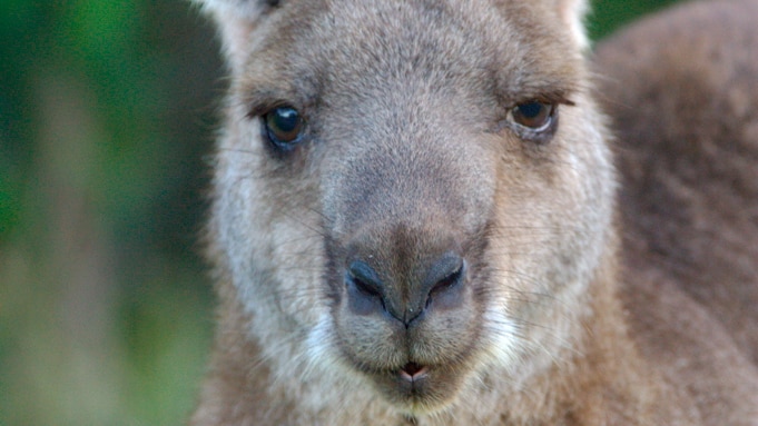 The face of an Eastern Grey kangaroo