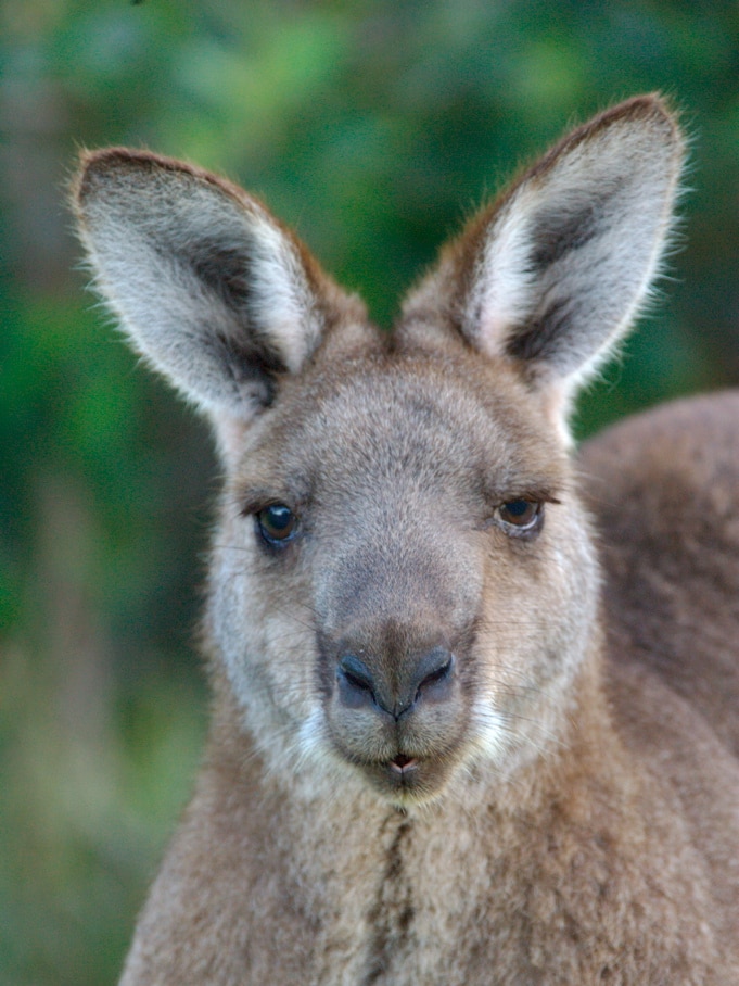 The face of an Eastern Grey kangaroo