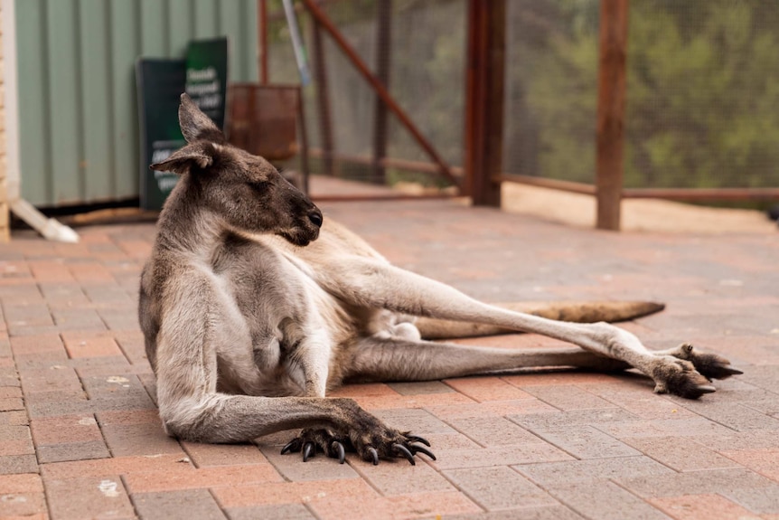 A kangaroo lies across a porch