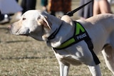 A golden Labrador wearing a fluorescent police vest is walking on a leash on grass.
