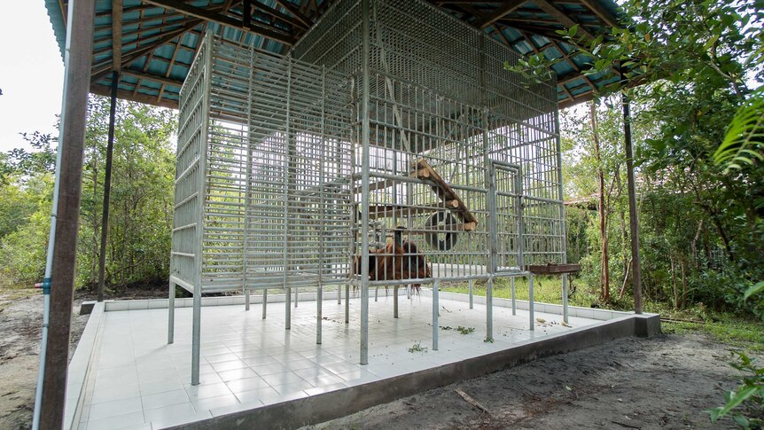 Jono's new temporary cage at the Orangutan Foundation International