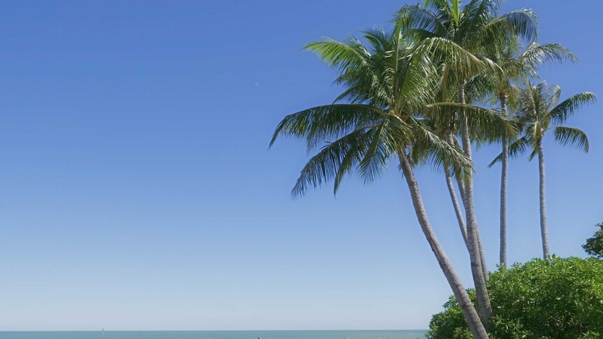 Tropical palm trees over Dundee Beach, Northern Territory.