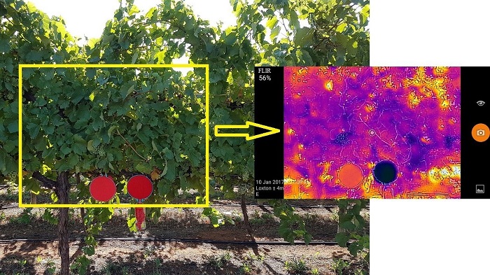 The screen view of the Vine Water Stress smartphone application.