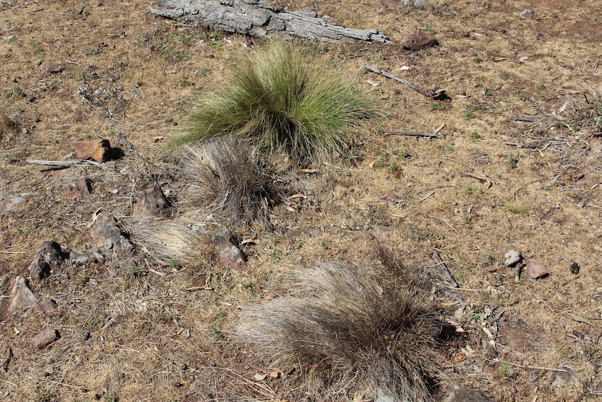 serrated tussock resistant to herbicide in baron paddock