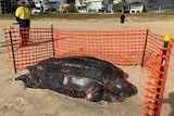A huge, dead turtle on a beach, fenced off with orange plastic attached to star pickets.
