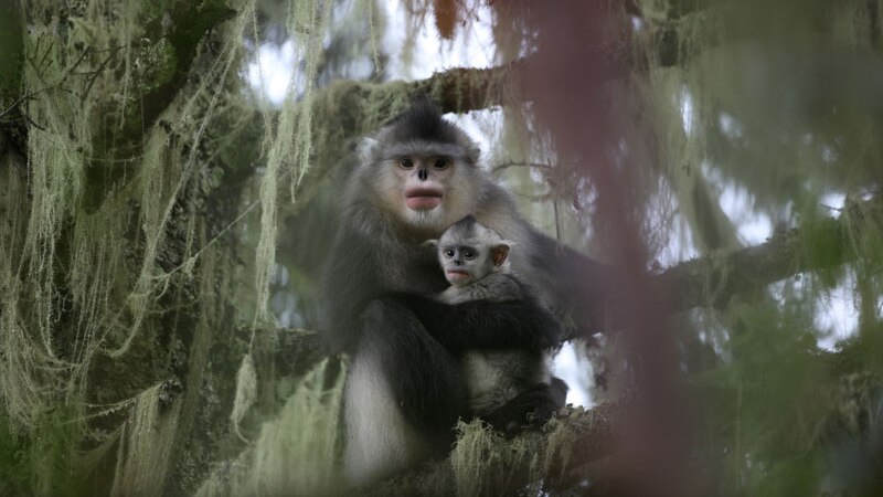 Snub nosed monkey and baby, Tacheng, Weixi County.