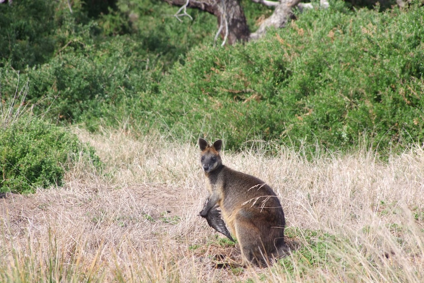 A swamp wallaby eats a mutton bird