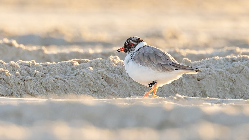 A small bird with a reddish beak, black head and grey and white body walks in the sand.