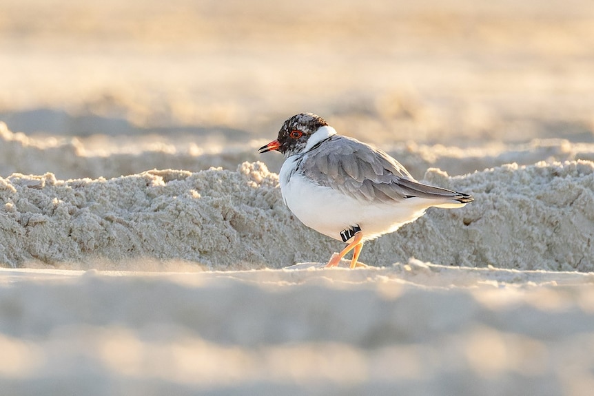 A small bird with a reddish beak, black head and grey and white body walks in the sand.