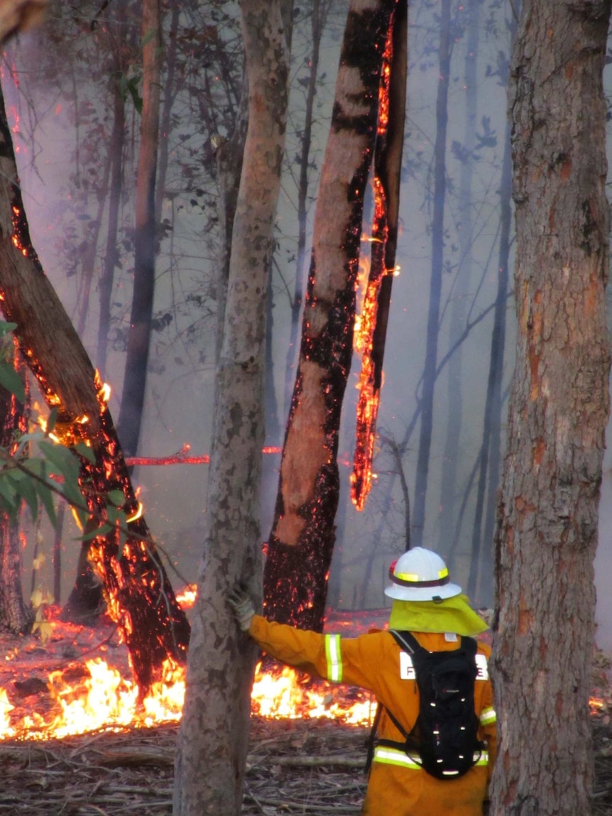 Firefighter works to keep Winmalee blaze under control