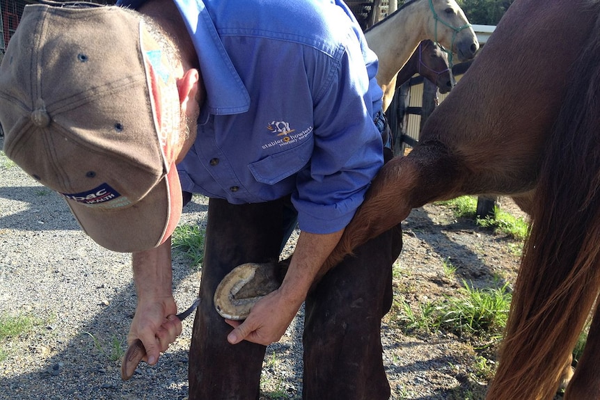 Dr Bruce Howlett cleans a horse hoof.