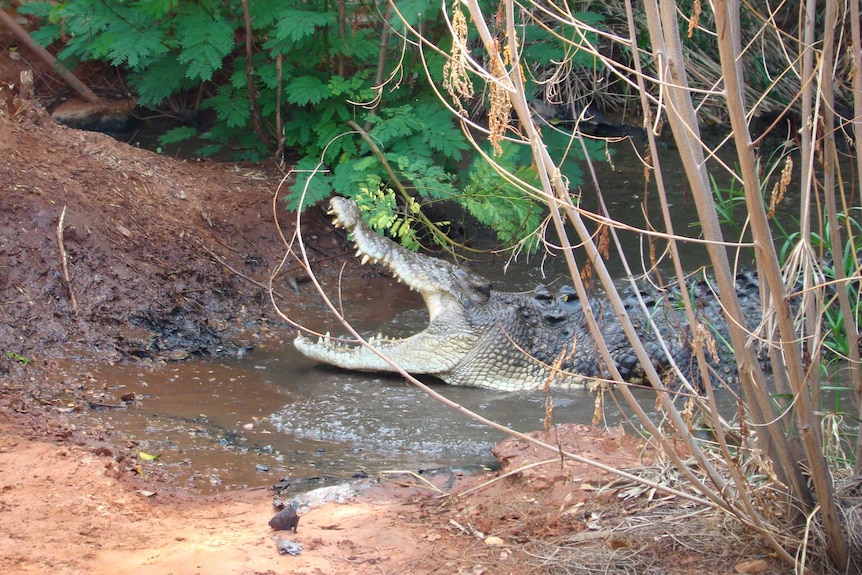 Henry the crocodile has its mouth open in the water