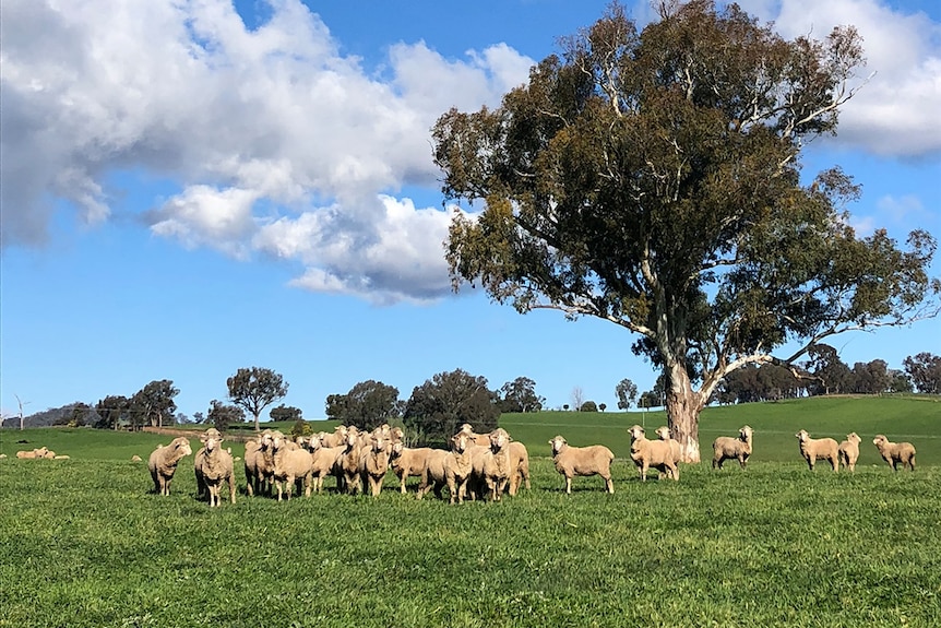 Sheep stand in a paddock at Woomargama Station