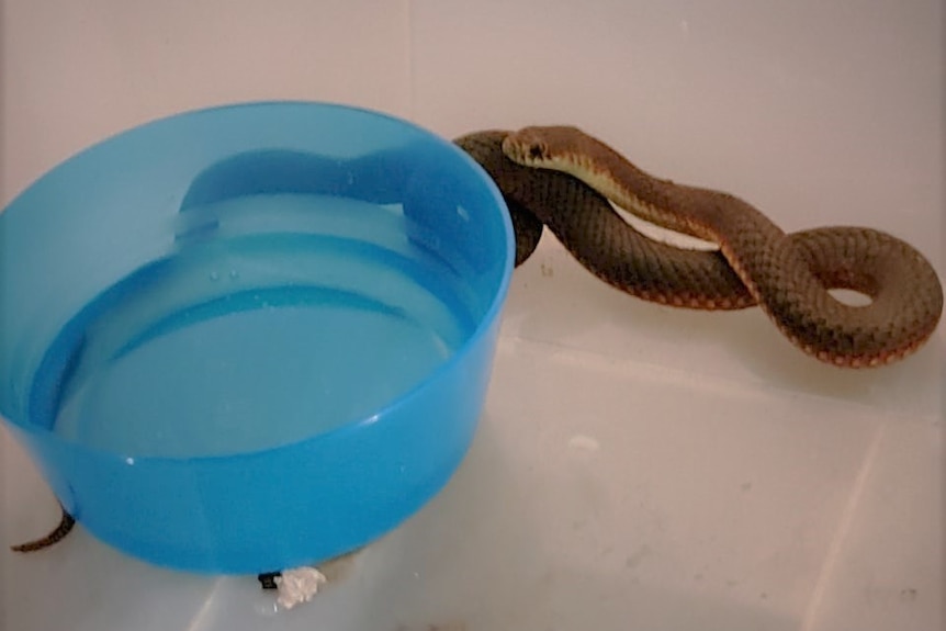 Copperhead snake in a plastic container after being captured.
