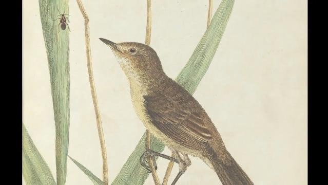 Painting of a reed warbler bird by John Lewin (1805)