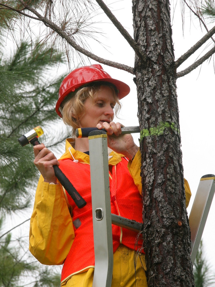 Researcher chiselling into a tree