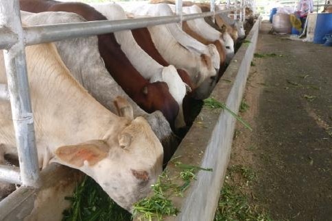 Breeder cattle in Indonesia