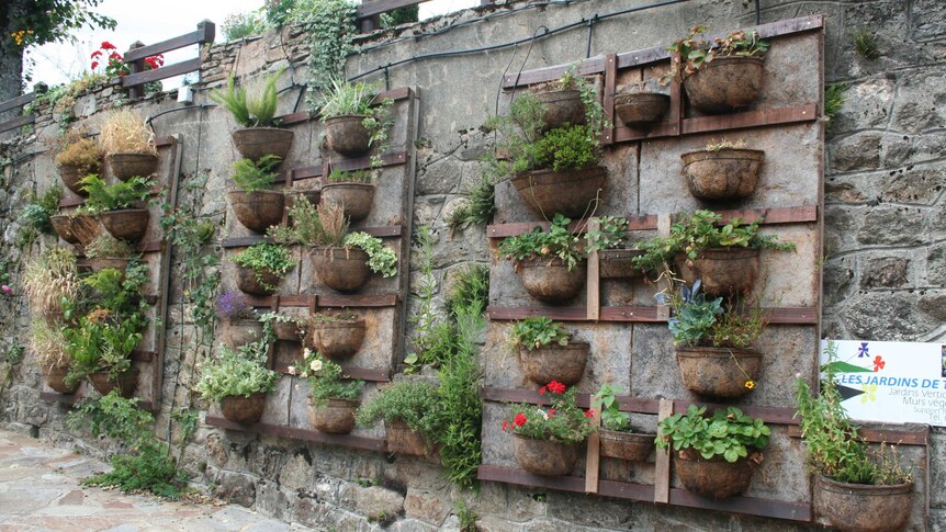 Plants in brown half pots on a grey stone wall