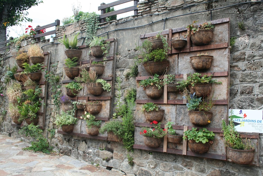 Plants in brown half pots on a grey stone wall
