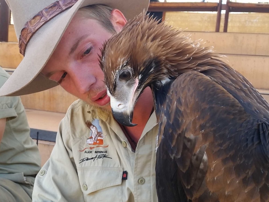 A young wedge-tailed eagle and its handler at the Alice Springs Desert Park.