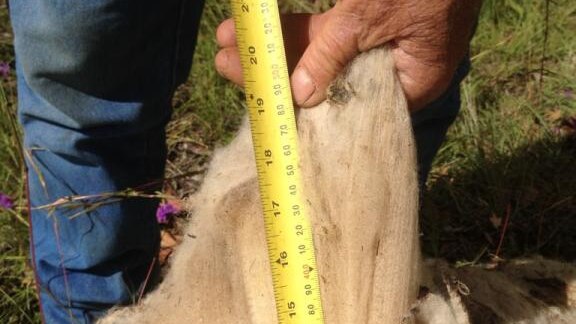 A tape measure is held next to Nikki the ewe's stretched out fleece measuring over 20 inches.