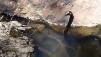 a red-bellied black snake in the water
