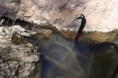 a red-bellied black snake in the water